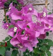 animalesyplantes1